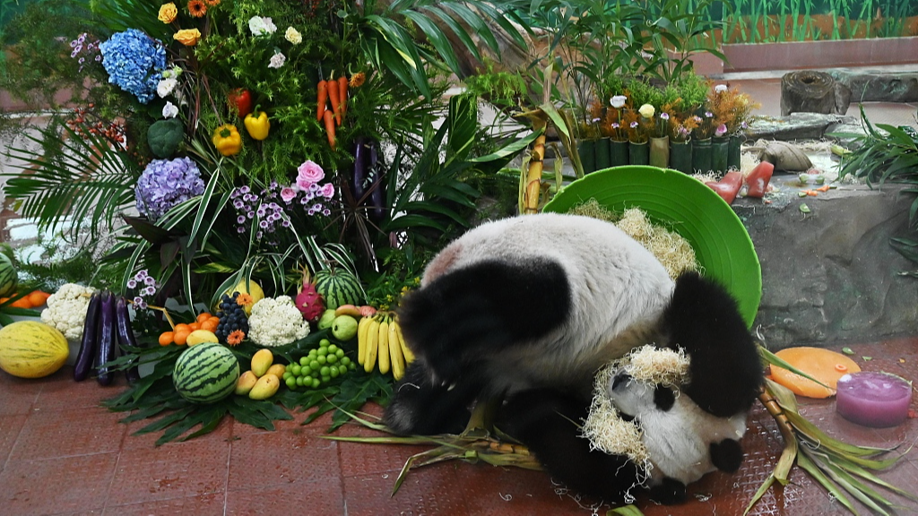 A photo taken on August 27, 2024 shows giant panda Ya Yi enjoying her birthday feast at Guangzhou Zoo in Guangzhou, Guangdong Province, China. /CFP