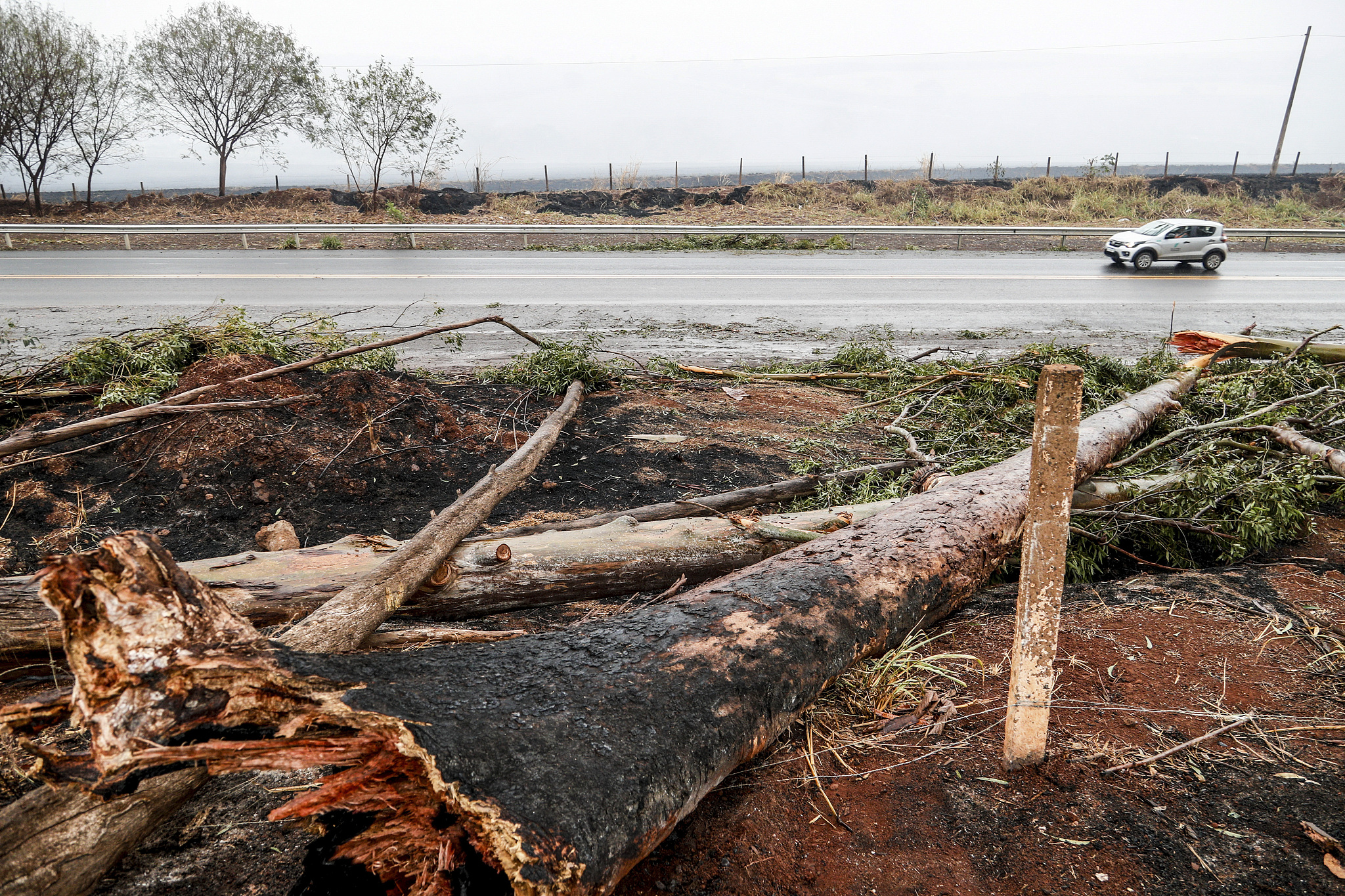 Burnt trees lie along the Mario Donega highway after wildfires in Ribeirao Preto, Sao Paulo state, Brazil, August 25, 2024. /CFP