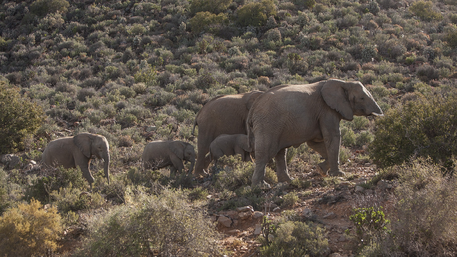 Namibia Plans to Cull More Than 700 Wild Animals, Including 83 Elephants