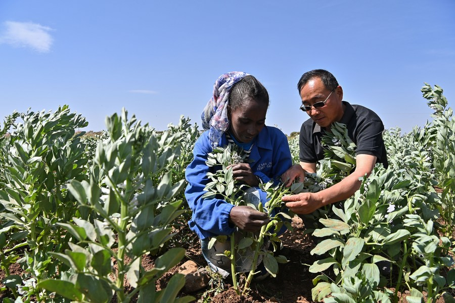 Legume crop expert Liu Yunmin (R) instructs a local farmer on field management of broad beans at a demonstration orchard of agricultural technical assistance, in Asmara, Eritrea, September 27, 2023. /Xinhua