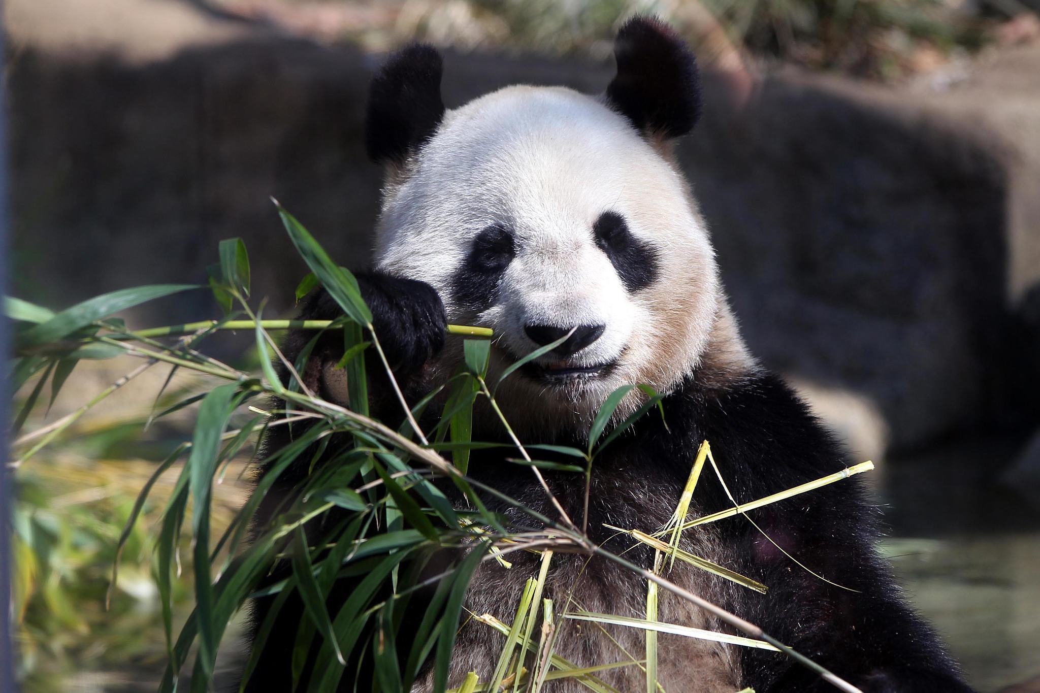 Female giant panda Shin Shin eats bamboo at Ueno Zoo in Tokyo, Japan, April 1, 2011. /CFP