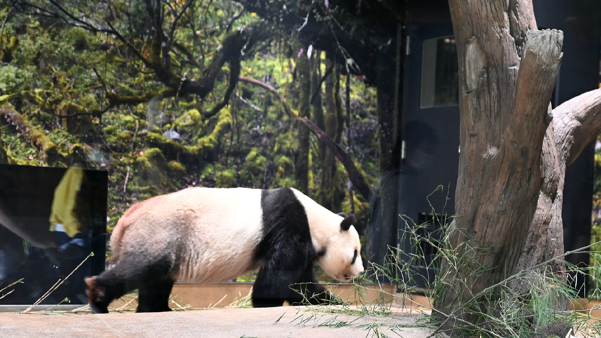 Giant pandas cherished in Japan scheduled to head back to China in September