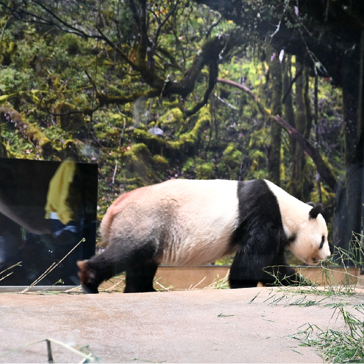 Beloved giant pandas in Japan to return to China in September