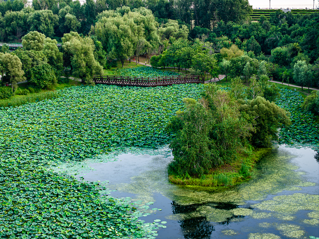 A photo taken in August 2024 shows an aerial view of Jingyuetan National Forest Park in Changchun, northeast China's Jilin Province. /CFP