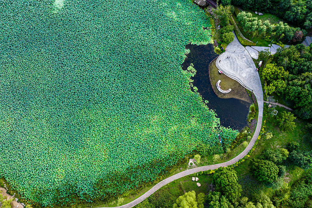 A photo taken in August 2024 shows an aerial view of Jingyuetan National Forest Park in Changchun, northeast China's Jilin Province. /CFP