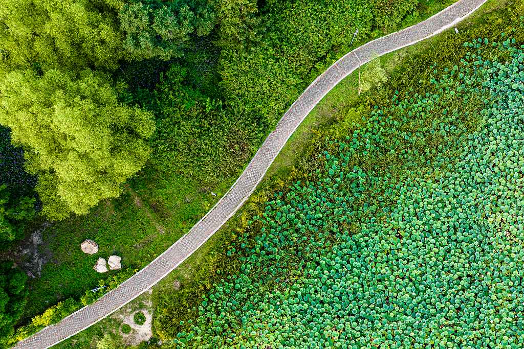 A photo taken in August 2024 shows an aerial view of Jingyuetan National Forest Park in Changchun, northeast China's Jilin Province. /CFP