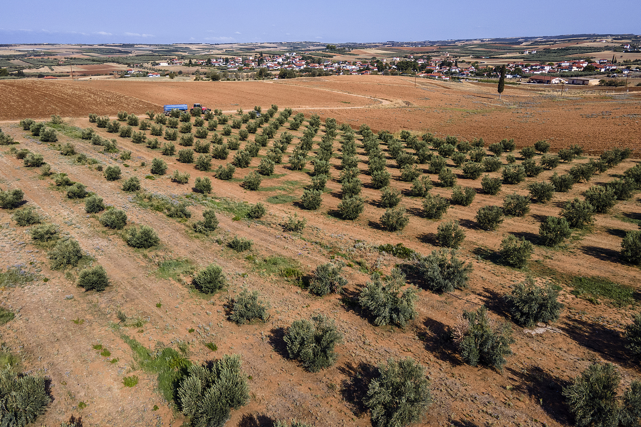 Kebun zaitun Dimitris Papadakis terlihat dari atas di desa Nea Silata di semenanjung Halkidiki, Yunani utara, 19 Agustus 2024. /CFP