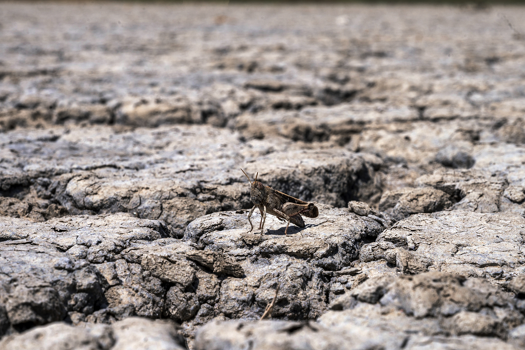 A grasshopper stands on the dried-out Lake Picrolimni, in the village of Mikrokampos, northern Greece, August 19, 2024. /CFP