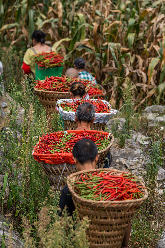 Farmers carry freshly harvested chili peppers to a drying area in Dafang County of Bijie, southwest China's Guizhou Province on August 30, 2024. /CFP