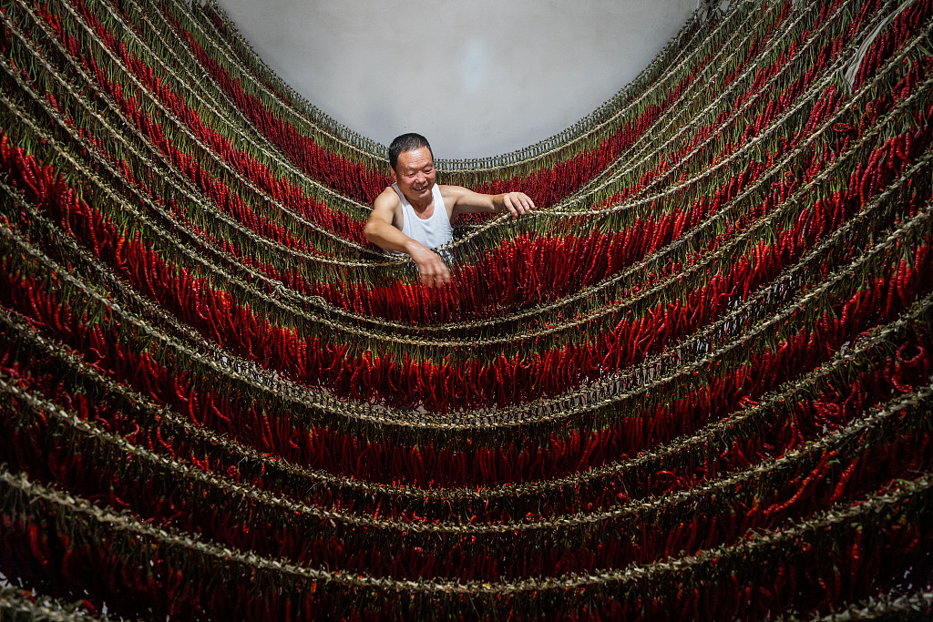 A farmer picks up a line of hanging chili peppers in Dafang County of Bijie, southwest China's Guizhou Province on August 30, 2024. /CFP