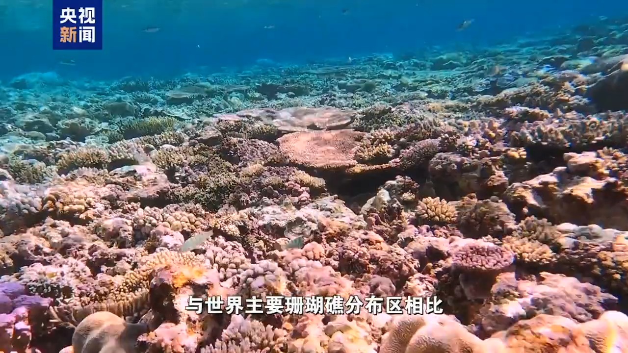 Coral reefs at Xianbin Jiao, south China. /CMG