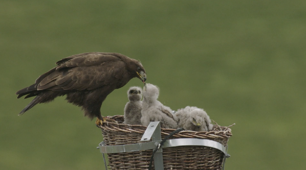 Artificial Nests Shield Birds and Power Grids in Northwest China's Sanjiangyuan