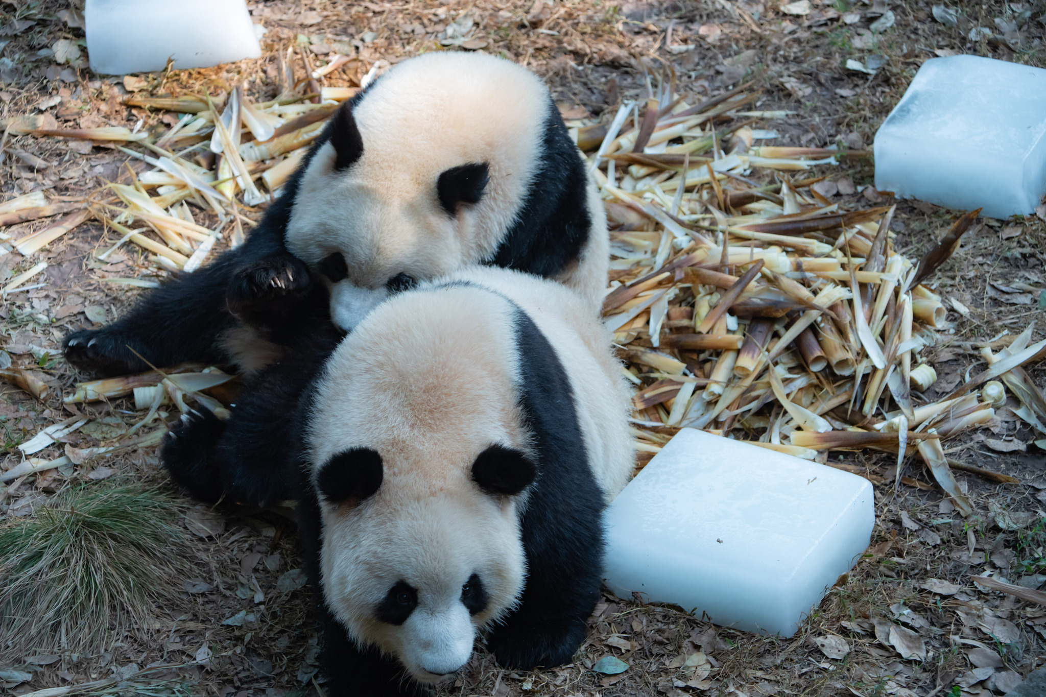 Giant pandas at a zoo in Chongqing cool off by playing with ice blocks as the temperature soars, September 1, 2024. /CFP