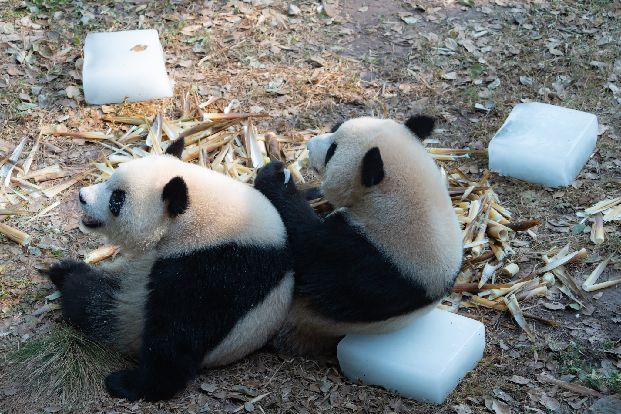 Giant pandas at a zoo in Chongqing relax on ice blocks to escape the sweltering heat, September 1, 2024. /CFP