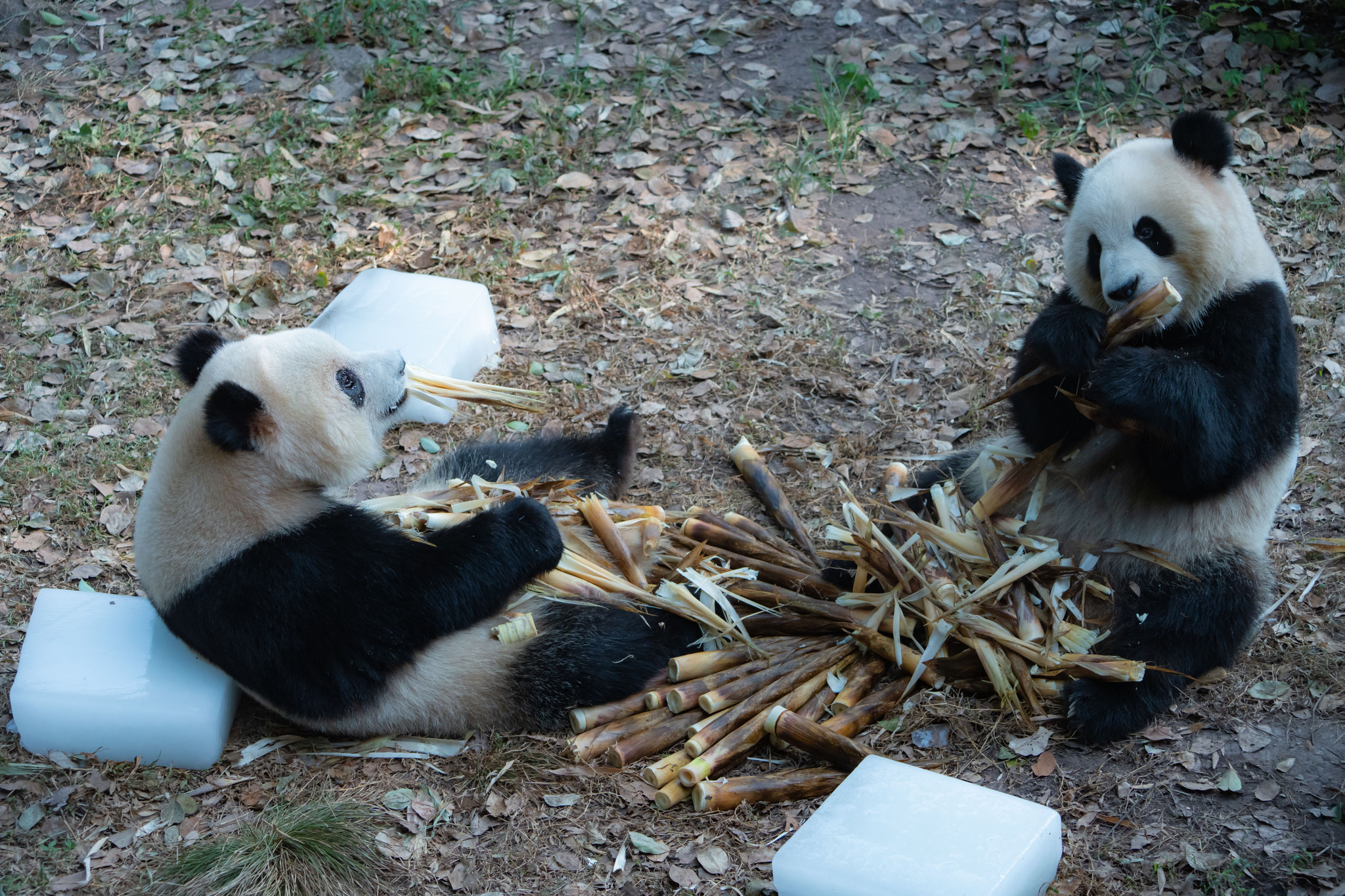 Giant pandas at a zoo in Chongqing relax on ice blocks to escape the sweltering heat, September 1, 2024. /CFP