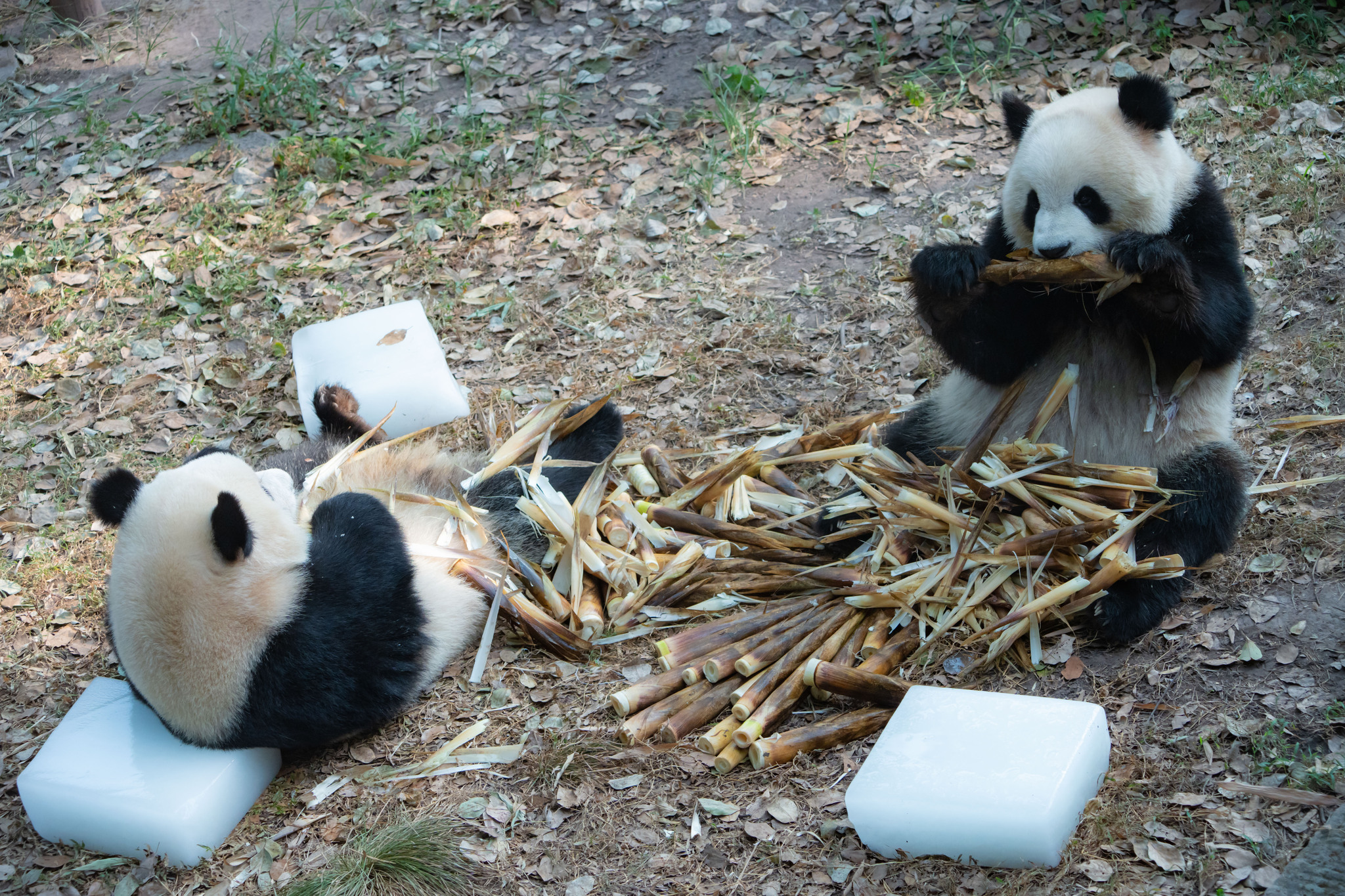 Giant pandas at a zoo in Chongqing relax on ice blocks to escape the sweltering heat, September 1, 2024. /CFP