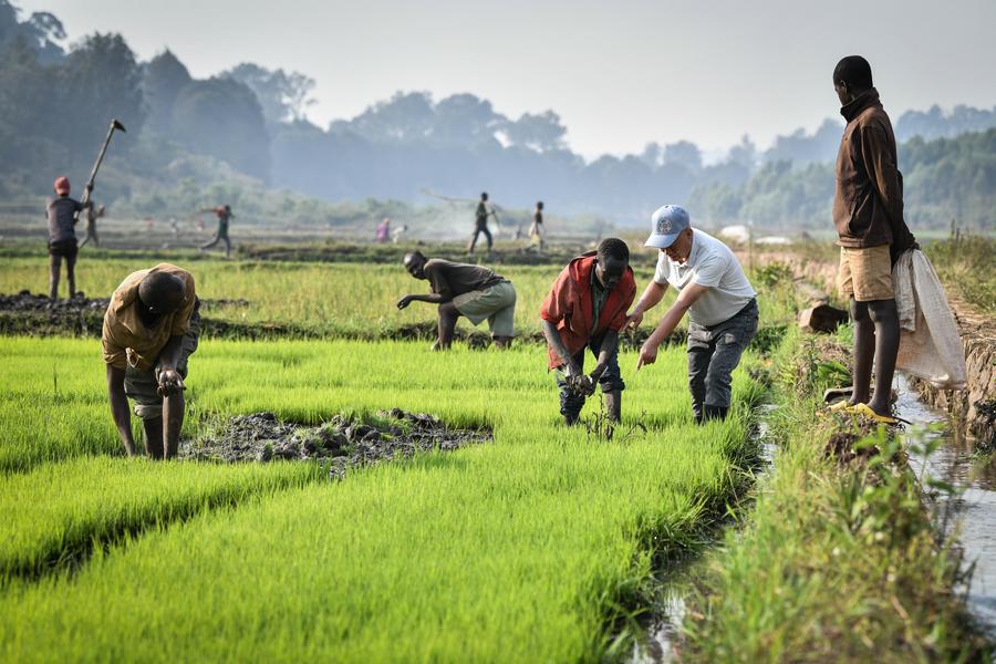 Pakar padi Tiongkok memberi petunjuk saat petani memindahkan bibit padi di sawah di Distrik Huye, Rwanda, 14 Agustus 2024. /Xinhua