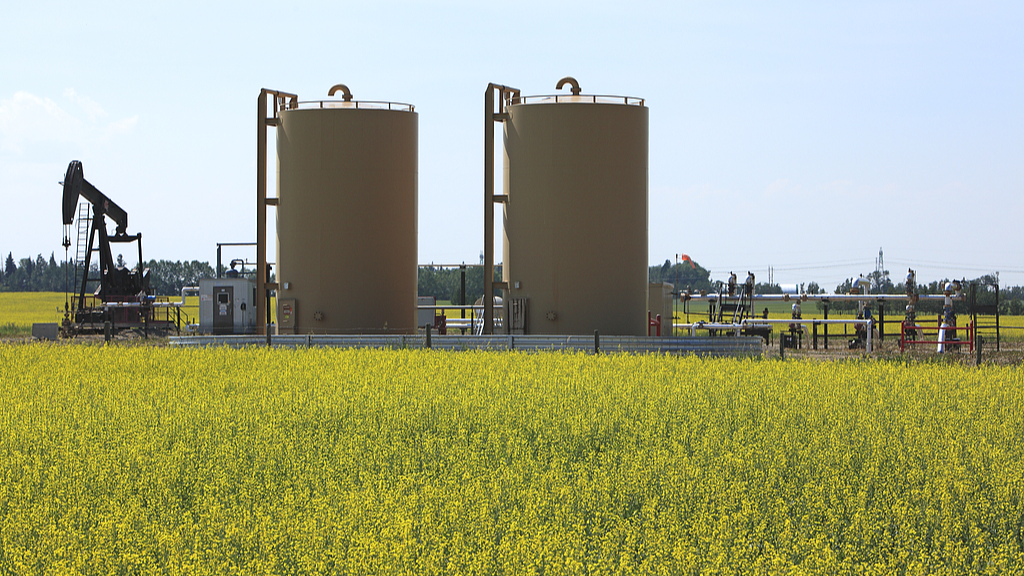 A rapeseed field in Alberta, Canada. /CFP