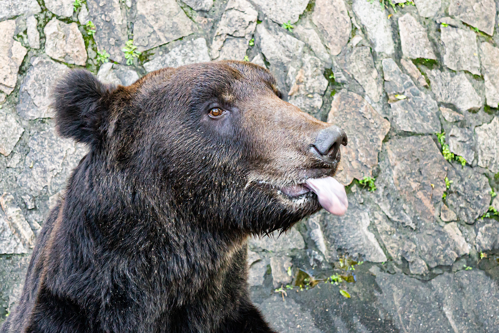 A black bear at Shanghai Zoo, Shanghai, China, October 5, 2021. /CFP