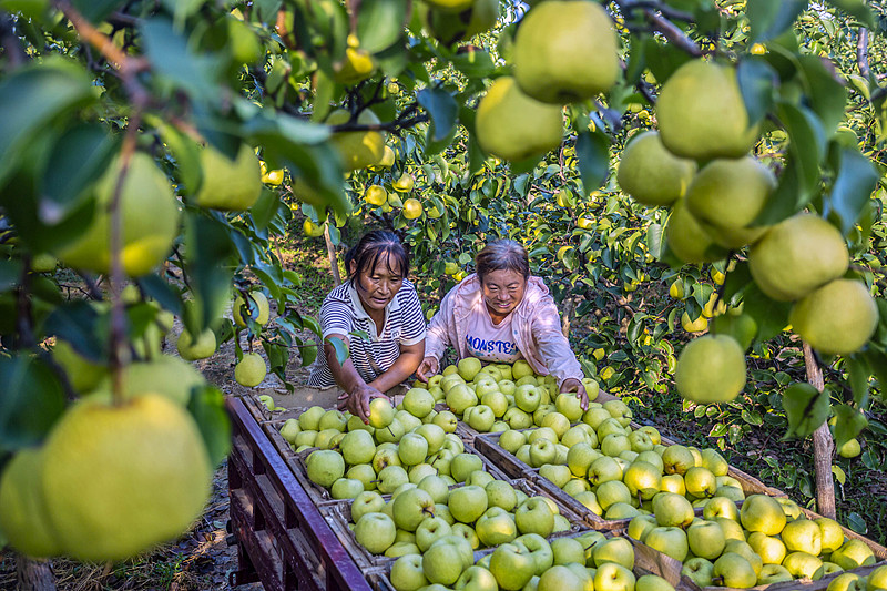 Farmers harvest pears at a fruit garden in Yuncheng City, Shanxi Province September 3, 2024. /CFP