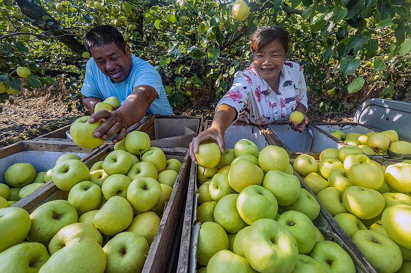 Farmers harvest pears at a fruit garden in Yuncheng City, Shanxi Province September 3, 2024. /CFP