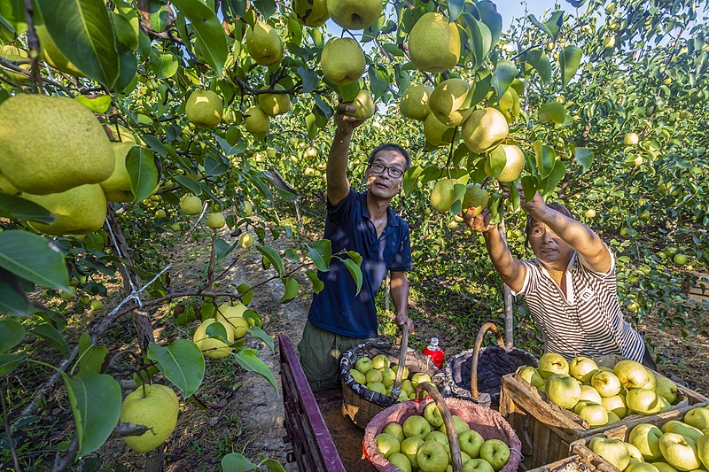 Farmers harvest pears at a fruit garden in Yuncheng City, Shanxi Province September 3, 2024. /CFP