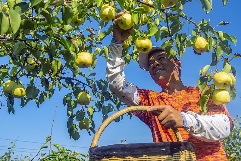 A farmer harvests pears at a fruit garden in Yuncheng City, Shanxi Province September 3, 2024. /CFP