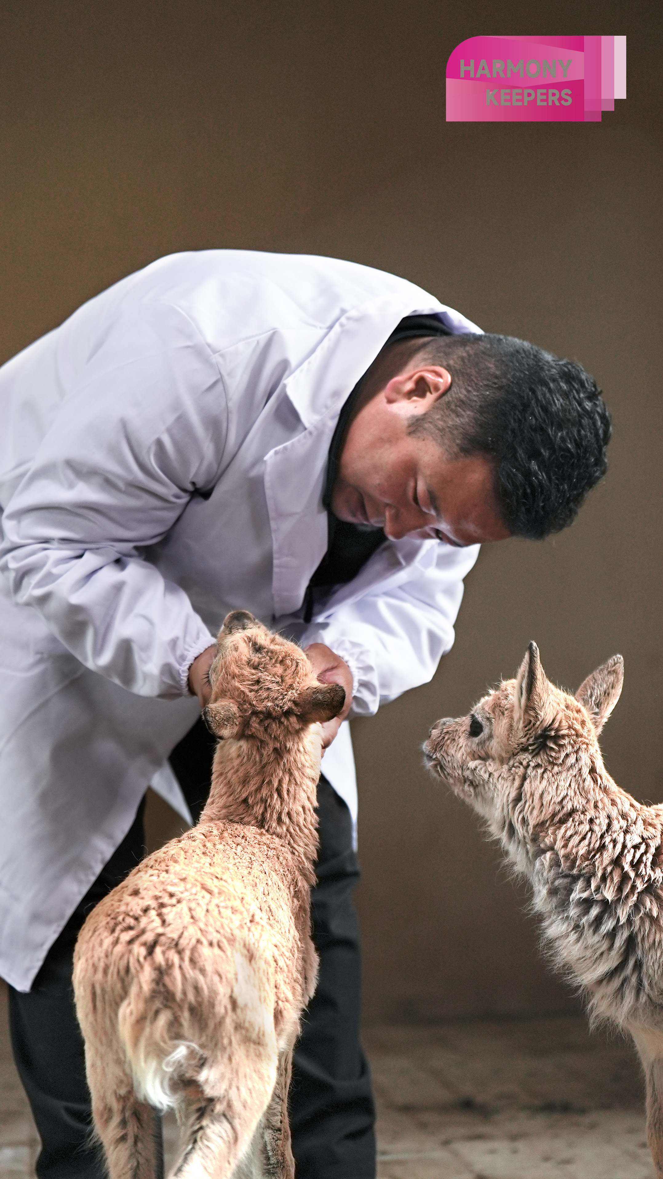 This photo taken on August 12, 2024 shows Jiangwenduojie taking care of antelope calves at the Sonam Dargye Protection Station in Qinghai. /CGTN