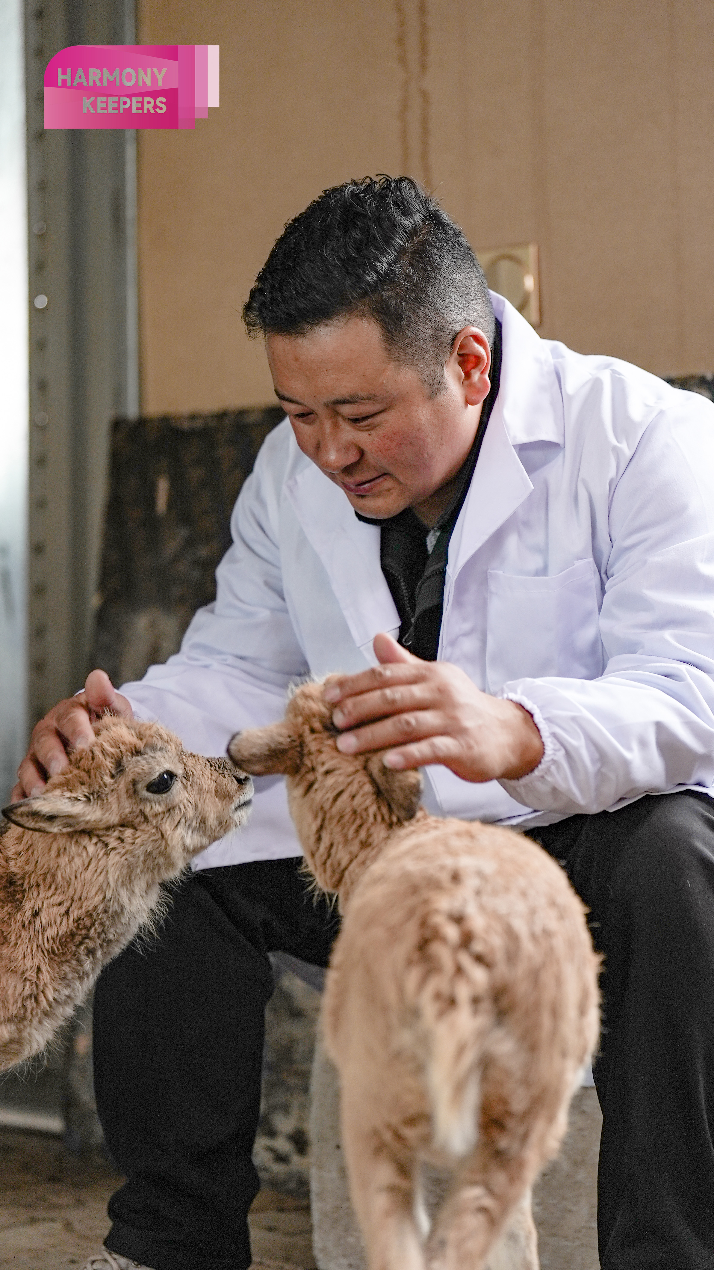 This photo taken on August 12, 2024 shows Jiangwenduojie taking care of antelope calves at the Sonam Dargye Protection Station in Qinghai. /CGTN