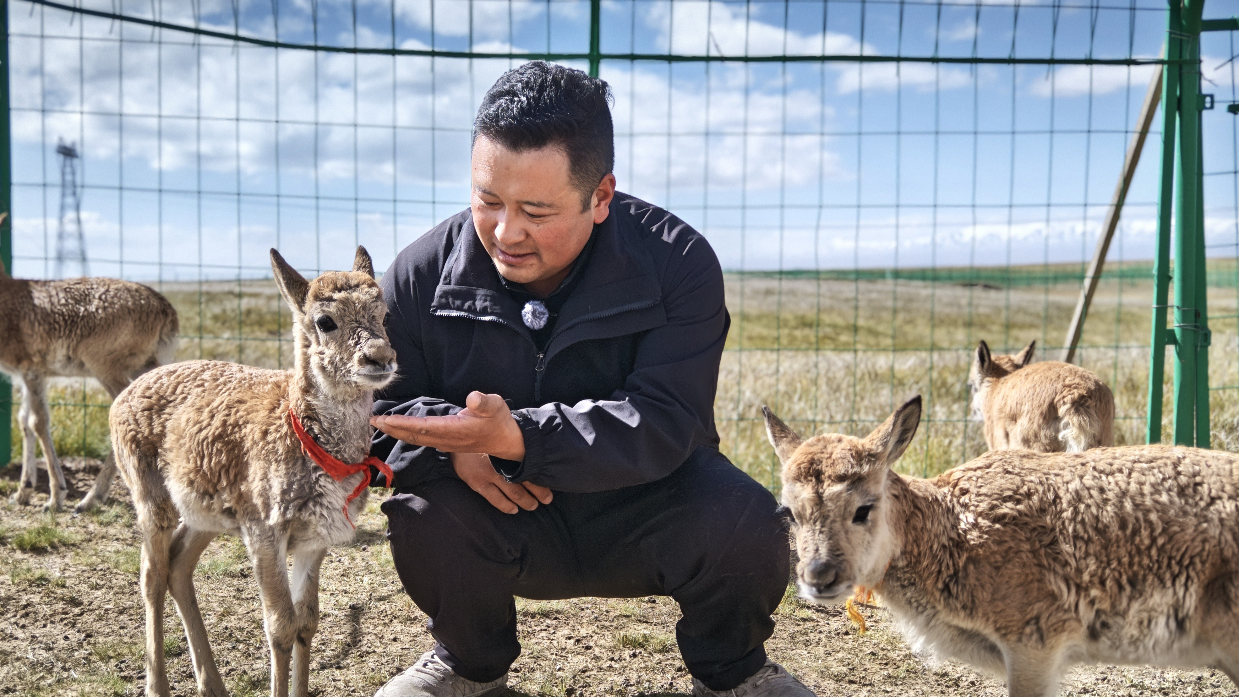 Guardians of the highlands offer sanctuary to Tibetan antelopes