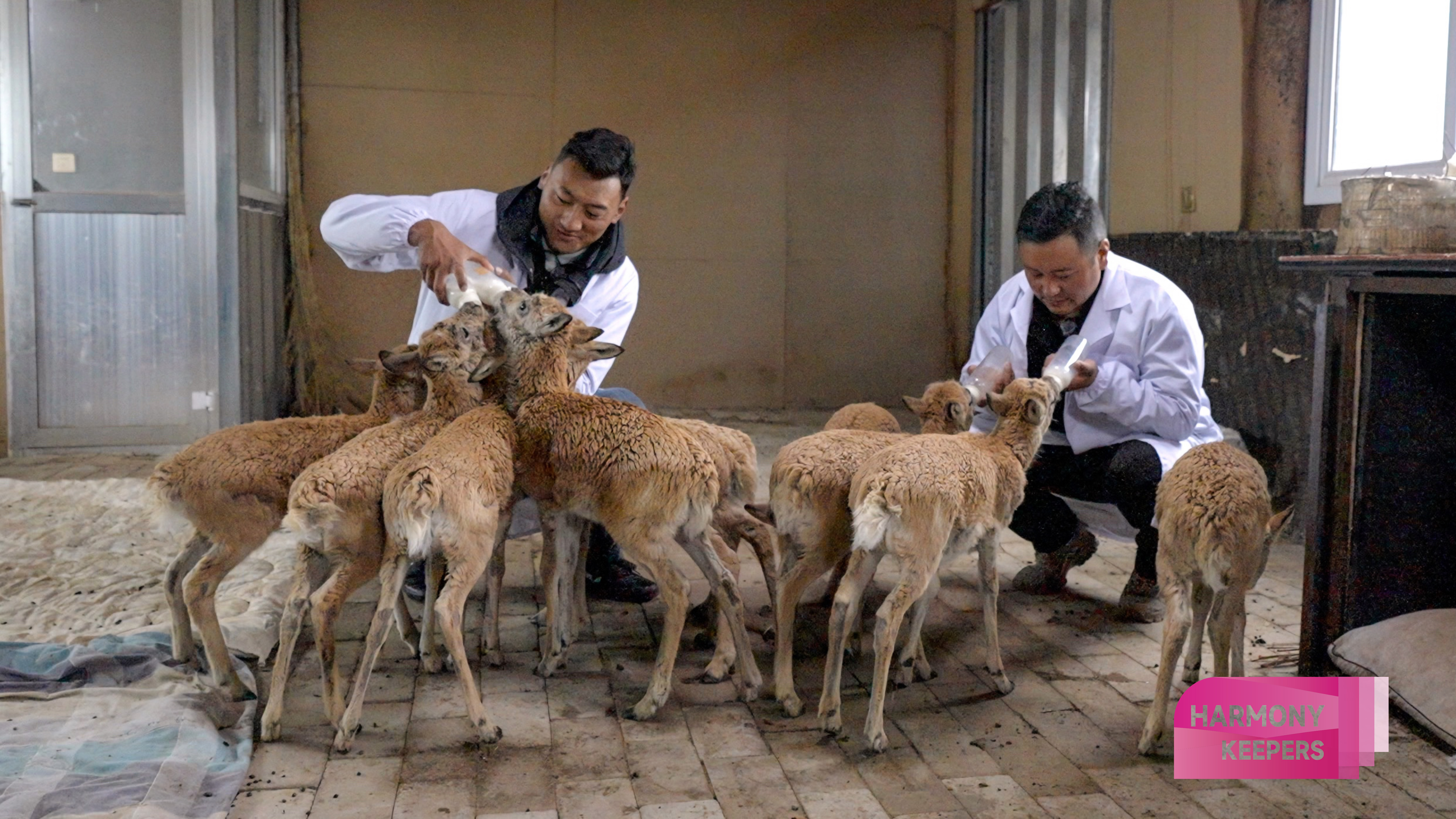 Keepers feed Tibetan antelope calves at the Sonam Dargye Protection Station in Qinghai on August 12, 2024. /CGTN