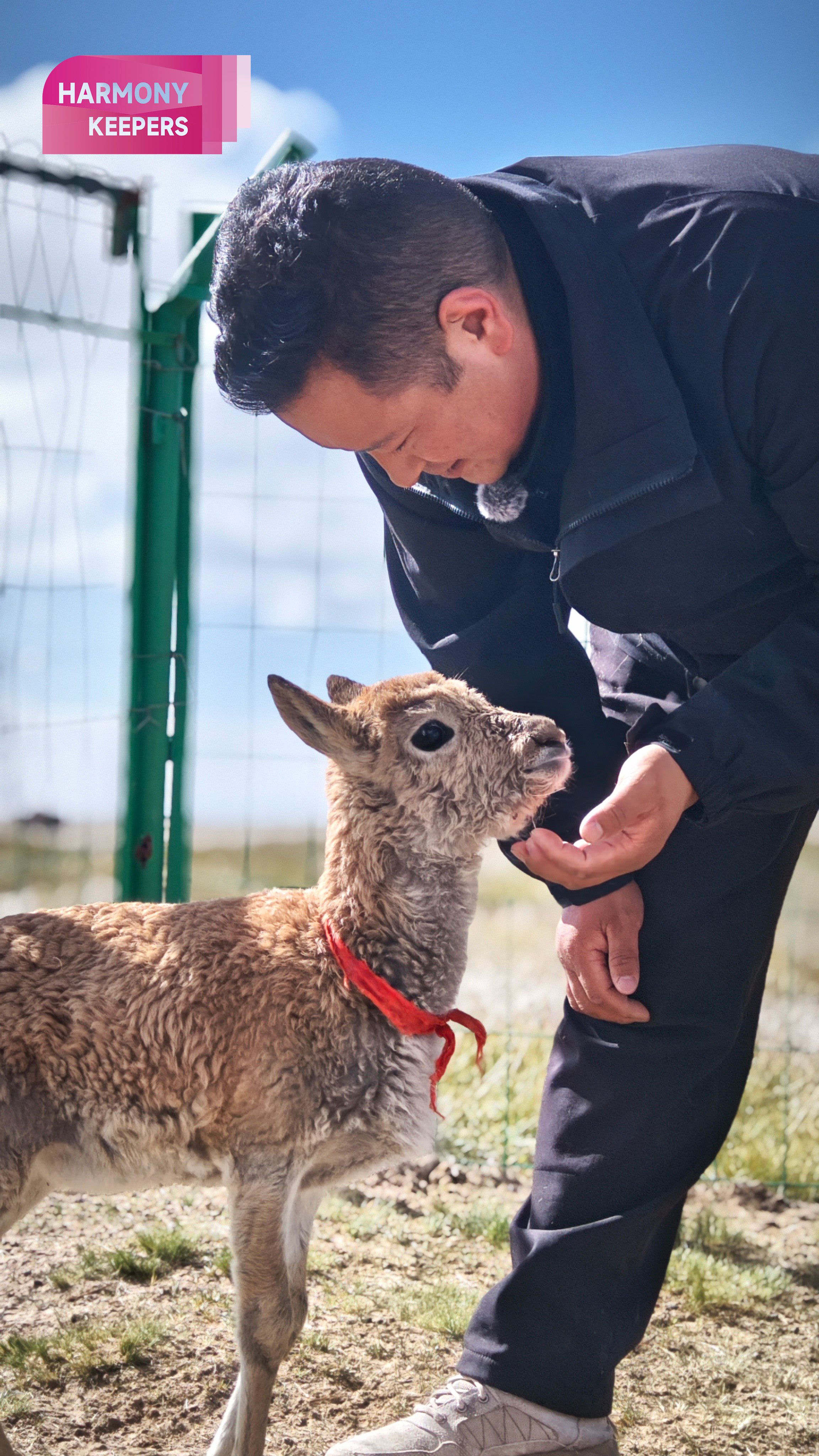 This photo taken on August 12, 2024 shows Jiangwenduojie taking care of an antelope calf at the Sonam Dargye Protection Station in Qinghai. /CGTN