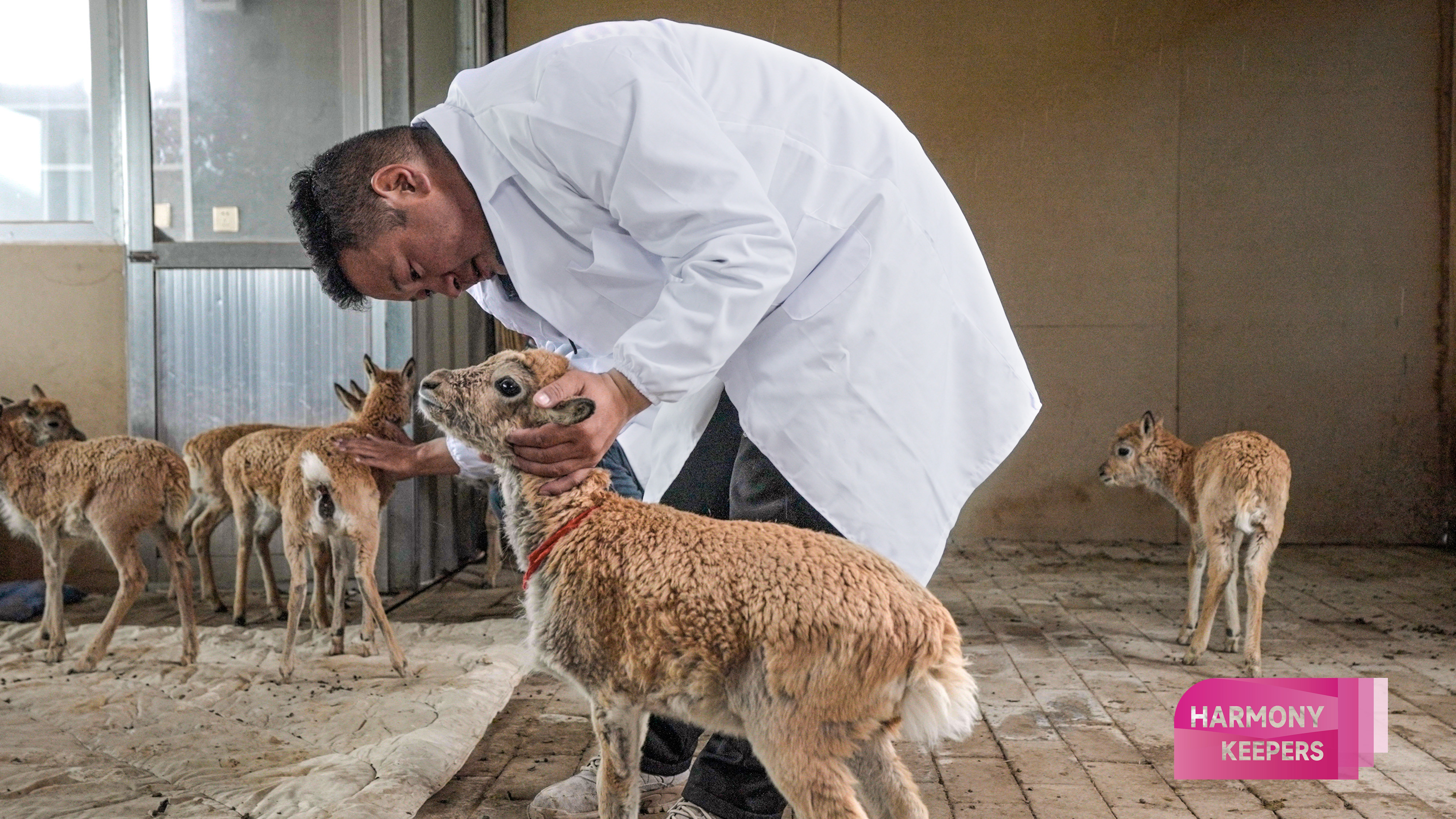 This photo taken on August 12, 2024 shows Jiangwenduojie taking care of antelope calves at the Sonam Dargye Protection Station in Qinghai. /CGTN