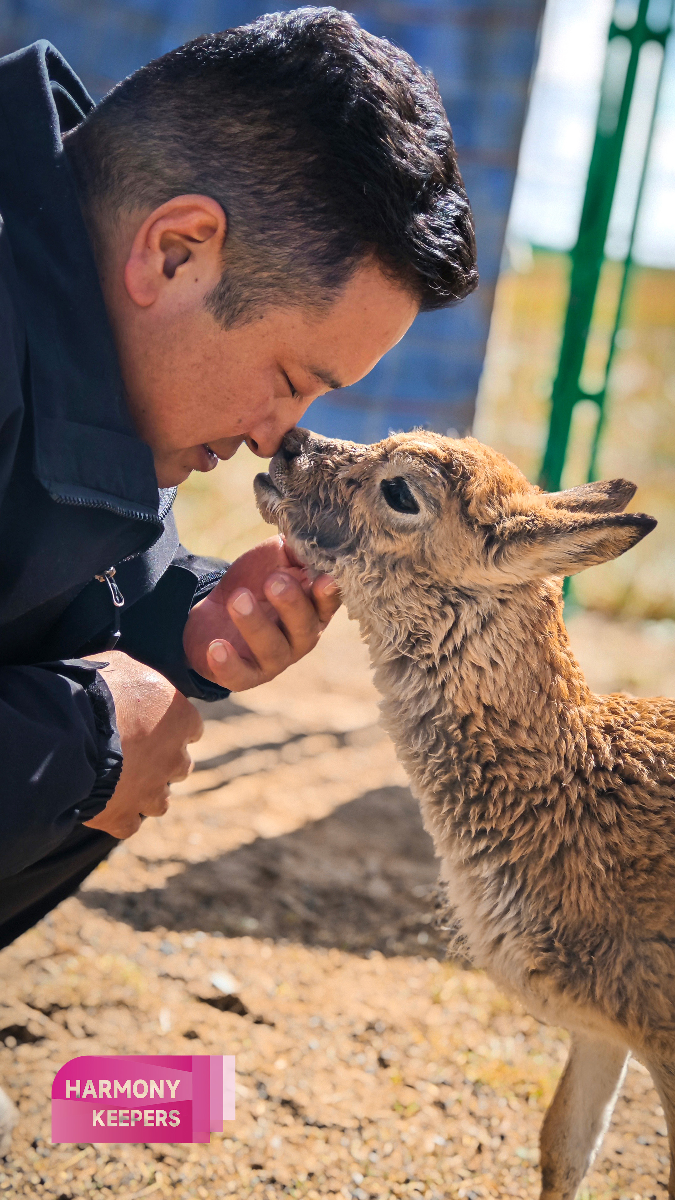 This photo taken on August 12, 2024 shows Jiangwenduojie taking care of an antelope calf at the Sonam Dargye Protection Station in Qinghai. /CGTN