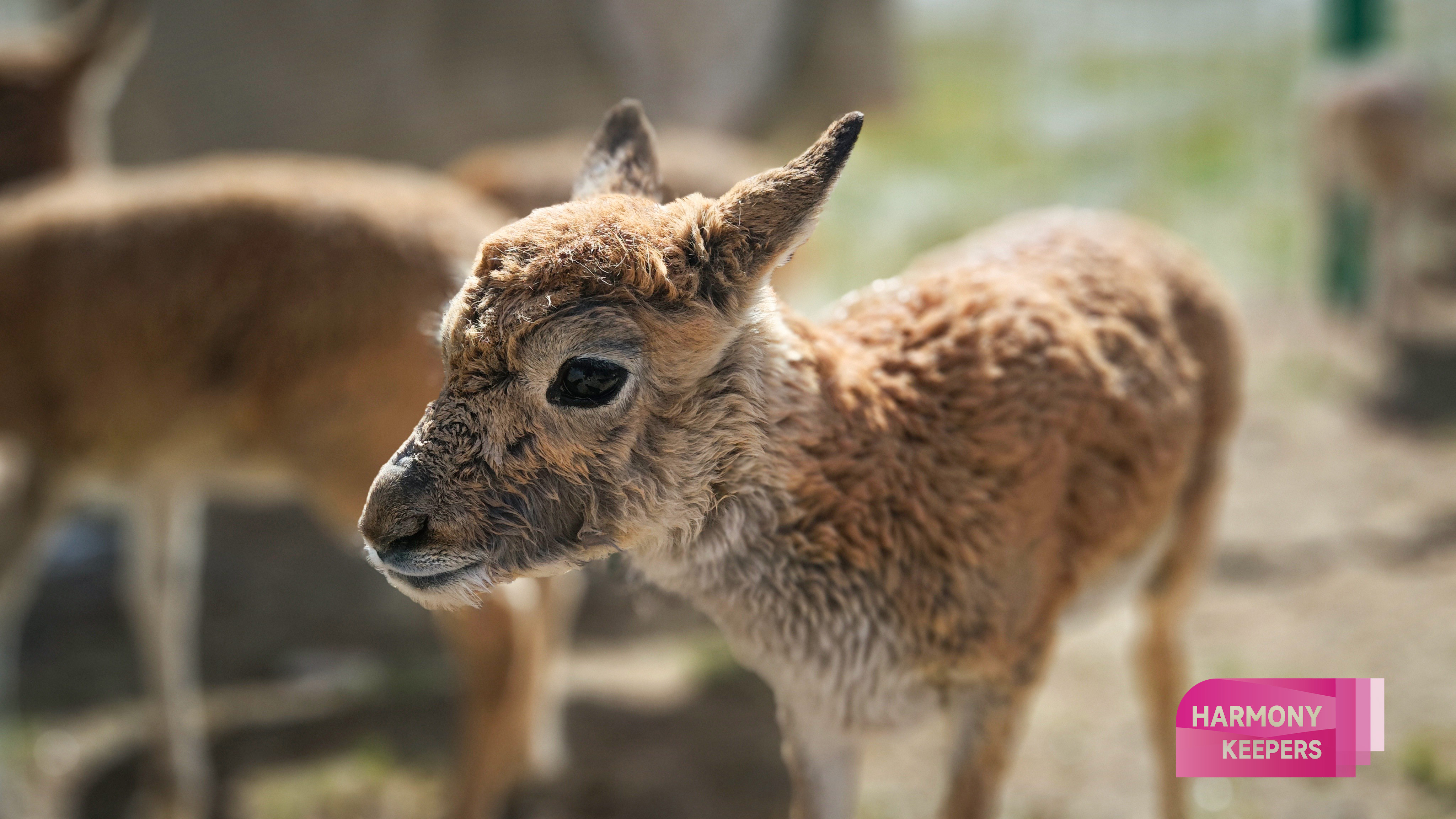 Tibetan antelope calves are seen at the Sonam Dargye Protection Station in Qinghai on August 12, 2024. /CGTN