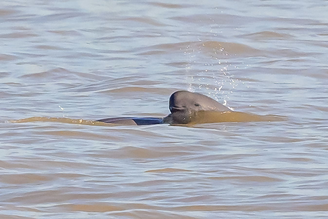 Yangtze finless porpoises in a park in Nanjing City, east China's Jiangsu Province, July 30, 2024. /CFP