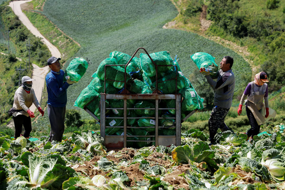 Farmers place packaged kimchi cabbages on a container at the Anbandeogi village's kimchi cabbage field in Gangneung, South Korea, August 22, 2024.