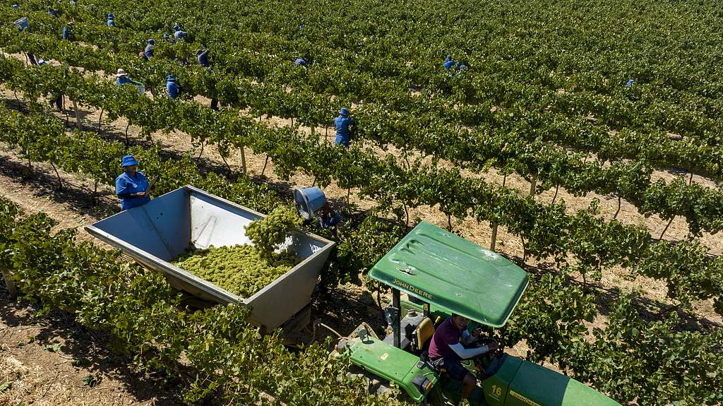 African farm workers harvest Chardonnay wine grapes for the Fairtrade-certified Bosman Family Vineyards near Wellington in the Western Cape province of South Africa, January 26, 2024. /CFP