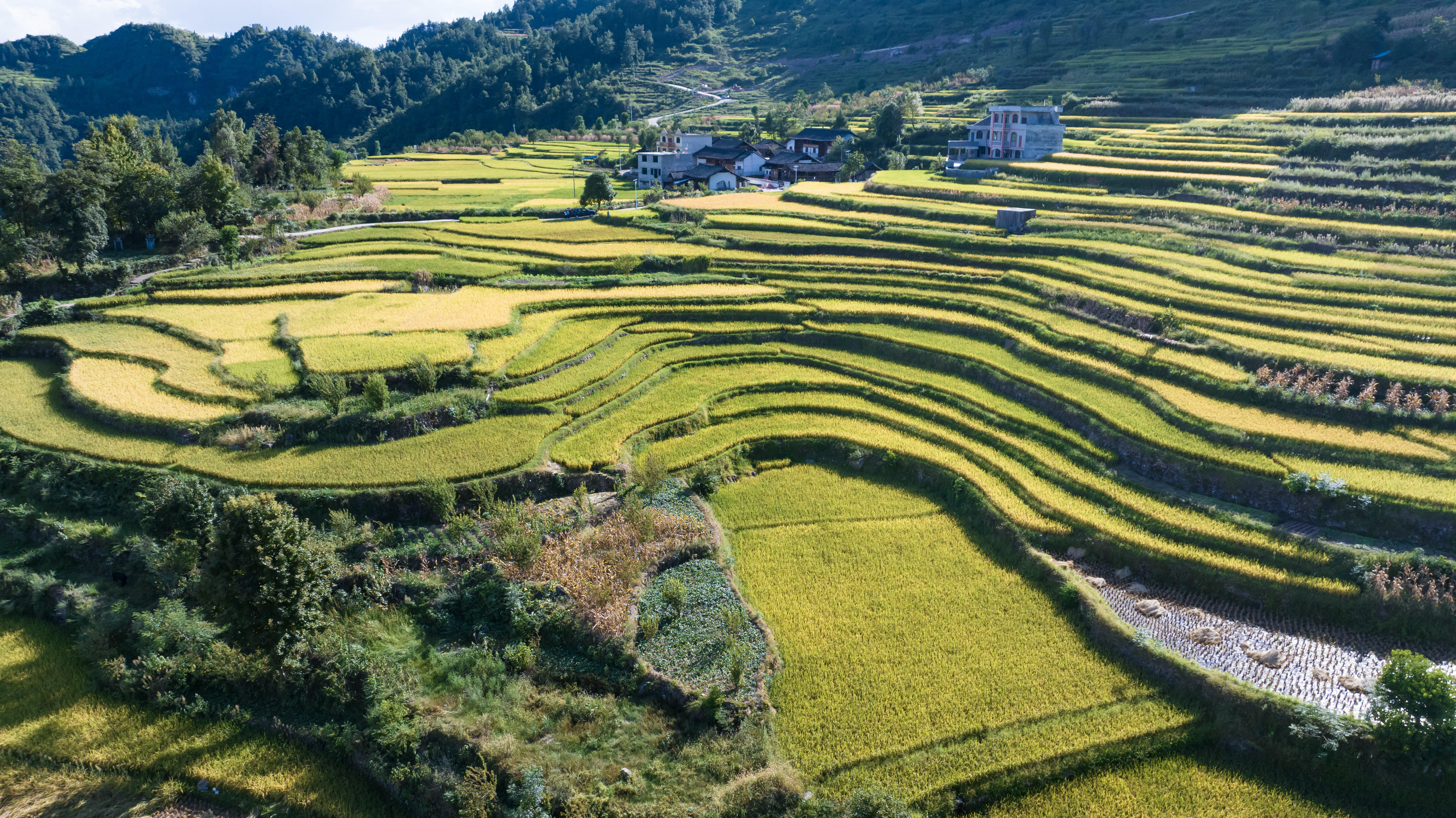 Rice fields in Shiqian County, Guizhou Province are set for a bumper harvest, September 2, 2024. [Photo provided to CGTN]