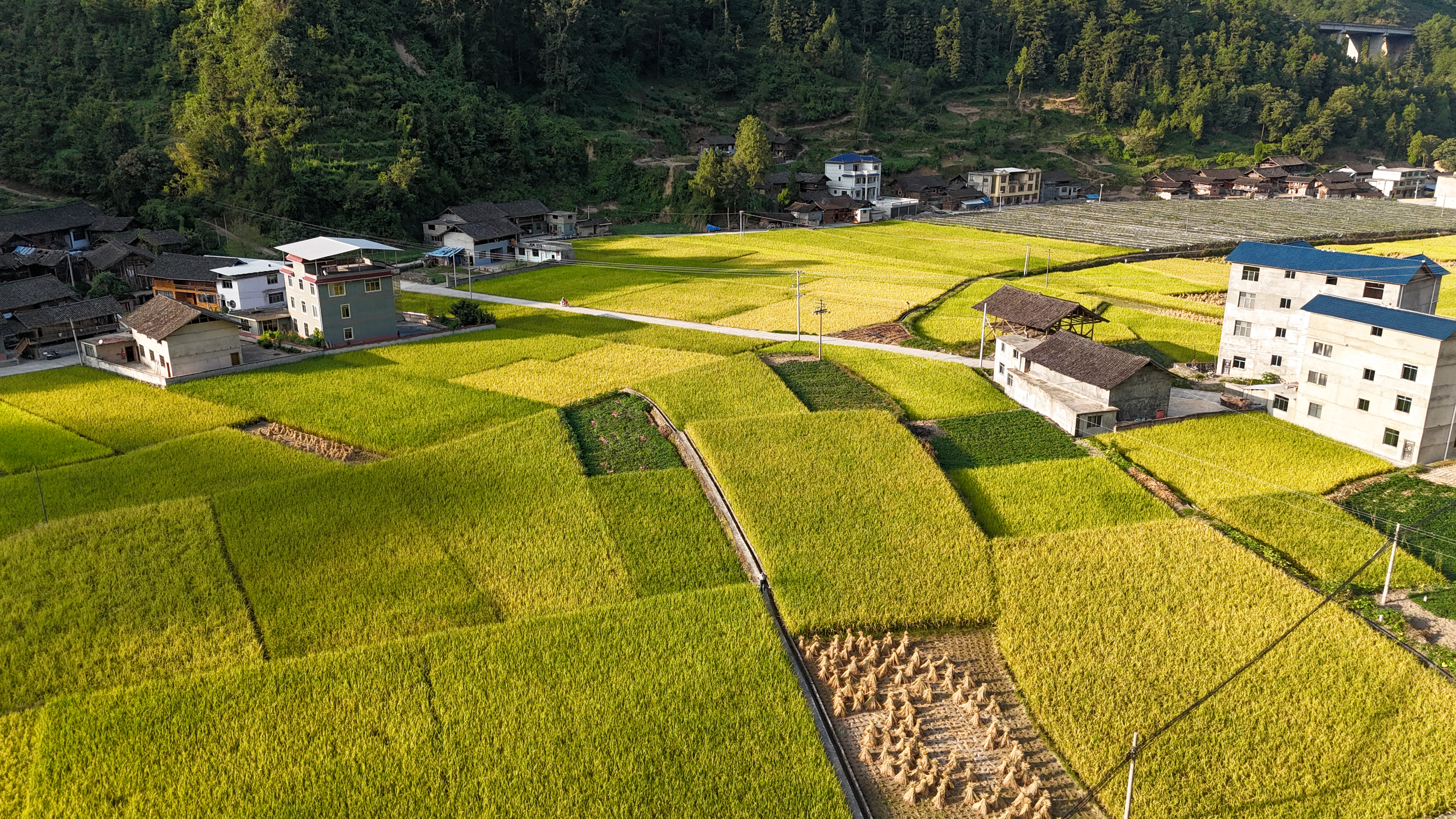 Rice fields in Shiqian County, Guizhou Province are set for a bumper harvest, September 2, 2024. [Photo provided to CGTN]