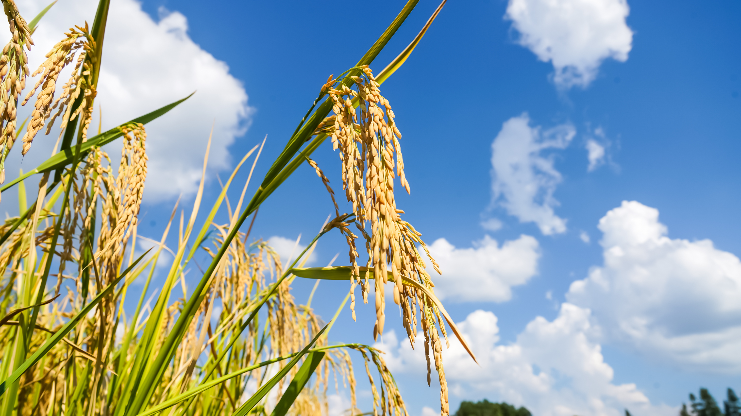 Rice fields in Shiqian County, Guizhou Province are set for a bumper harvest, September 2, 2024. [Photo provided to CGTN]