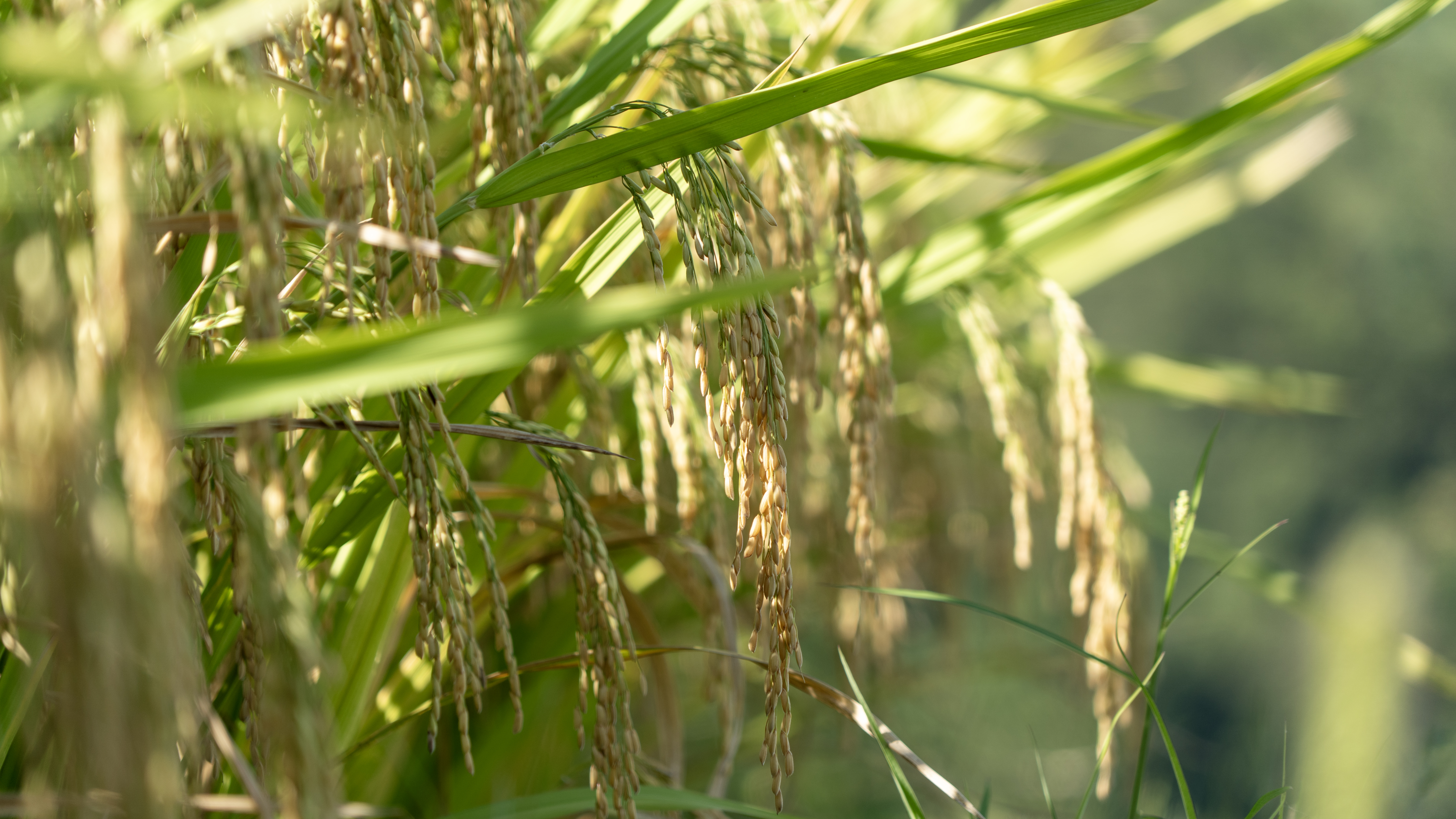 Rice fields in Shiqian County, Guizhou Province are set for a bumper harvest, September 2, 2024. [Photo provided to CGTN]