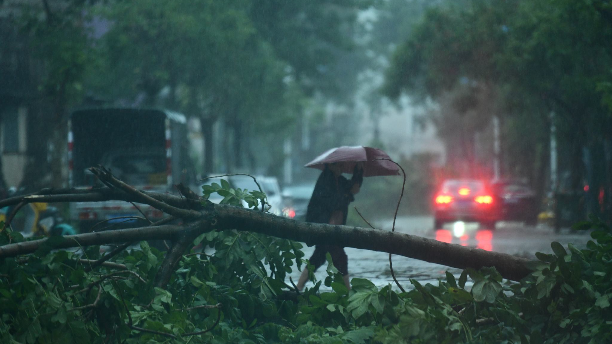 A large tree fell on the streets of Jiaji Town, Qionghai City, Hainan Province, September 6, 2024. /CFP