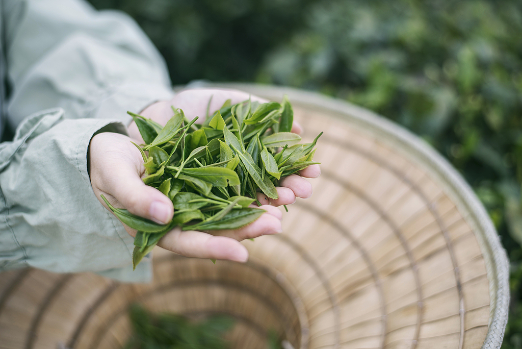 An undated photo shows a person holding a handful of tea leaves. /CFP