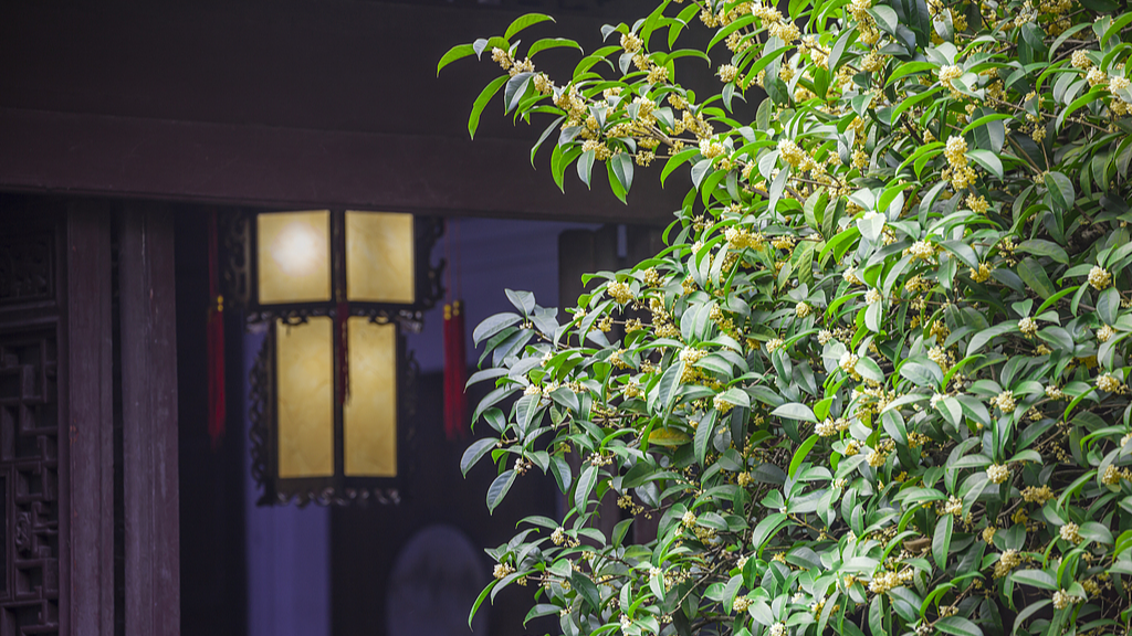 An undated photo shows Osmanthus flowers in full bloom. /CFP