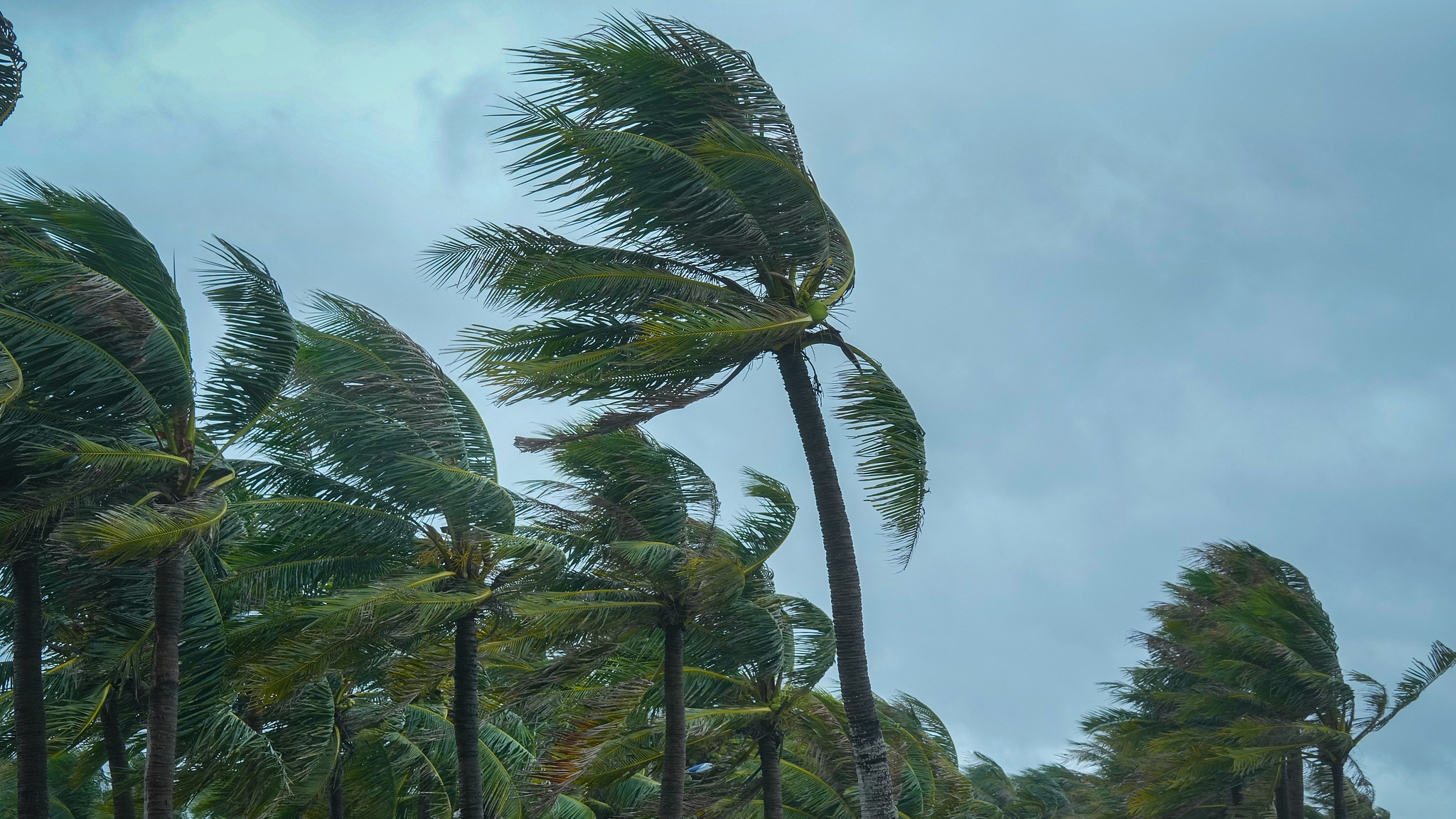 Coconut trees are seen during Typhoon Yagi in Haikou City, south China's Hainan Province, September 6, 2024. /CFP