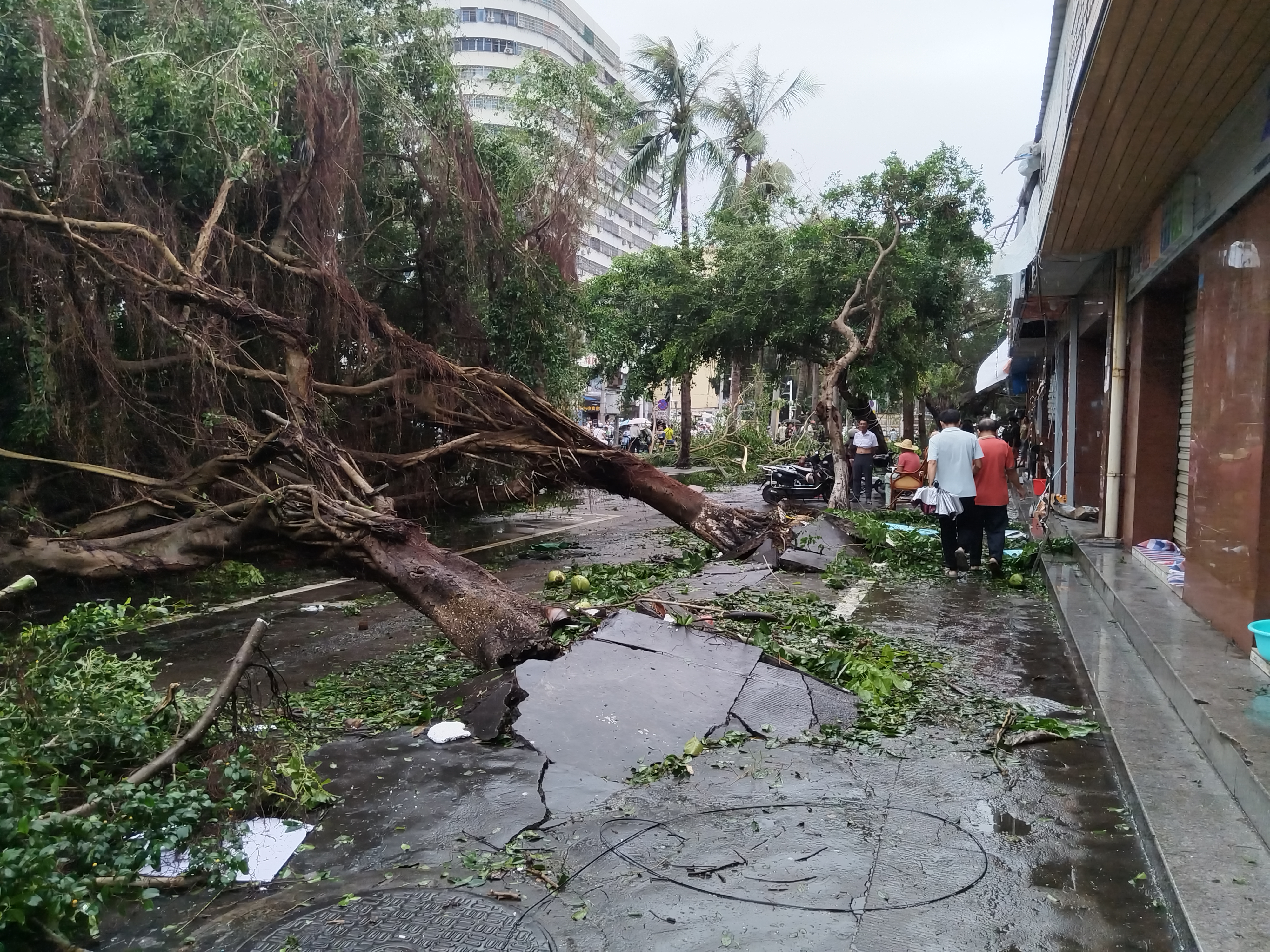 Trees uprooted by Super Typhoon Yagi, Haikou City, Hainan Province, south China, September 7, 2024. /Courtesy of Xie