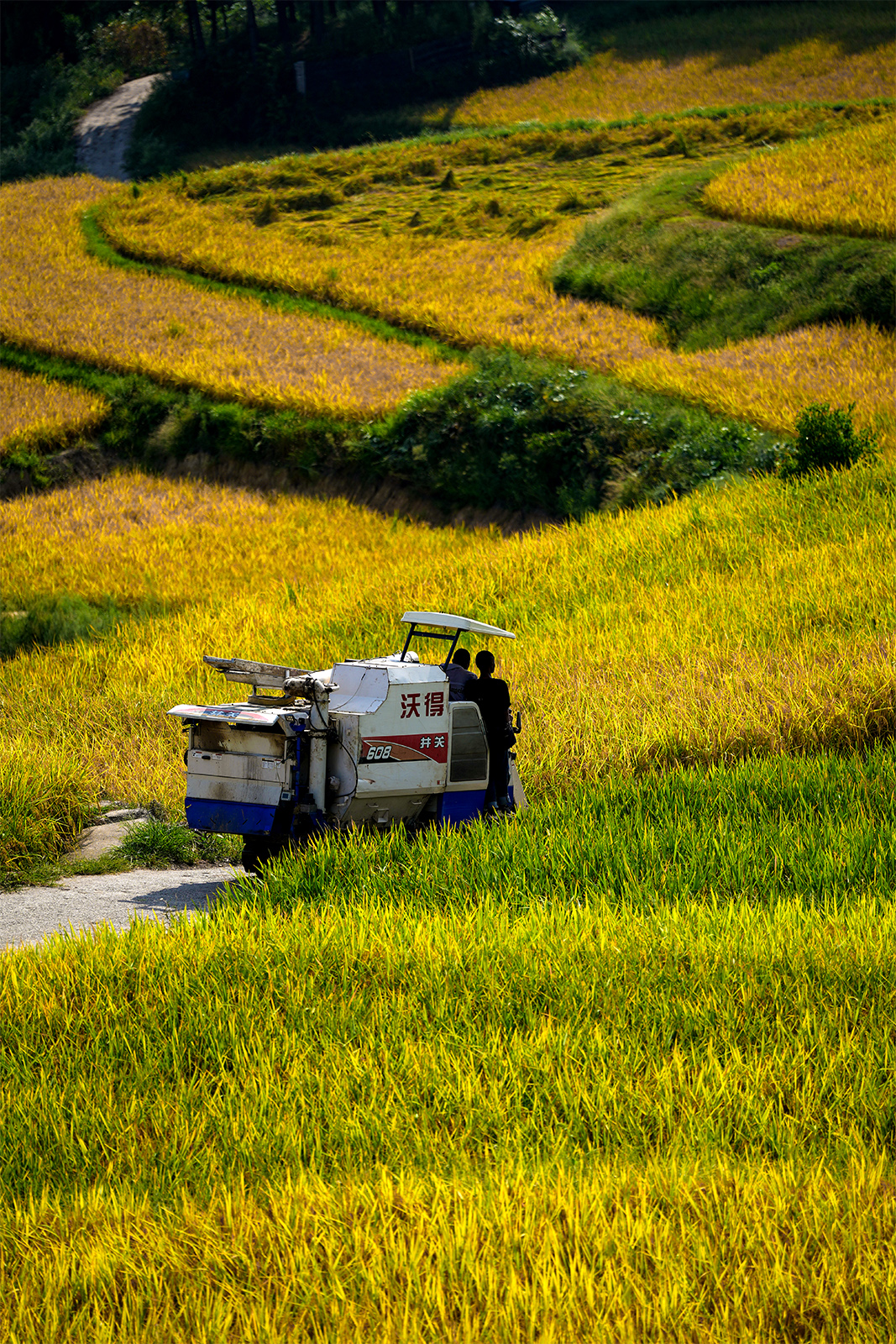 Famers work in the rice fields at Guojiawan Village in Yuping Dong Autonomous County, Guizhou Province. /Provided to CGTN