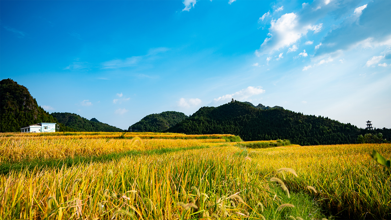 A view of the rice fields at Guojiawan Village in Yuping Dong Autonomous County, Guizhou Province /Provided to CGTN