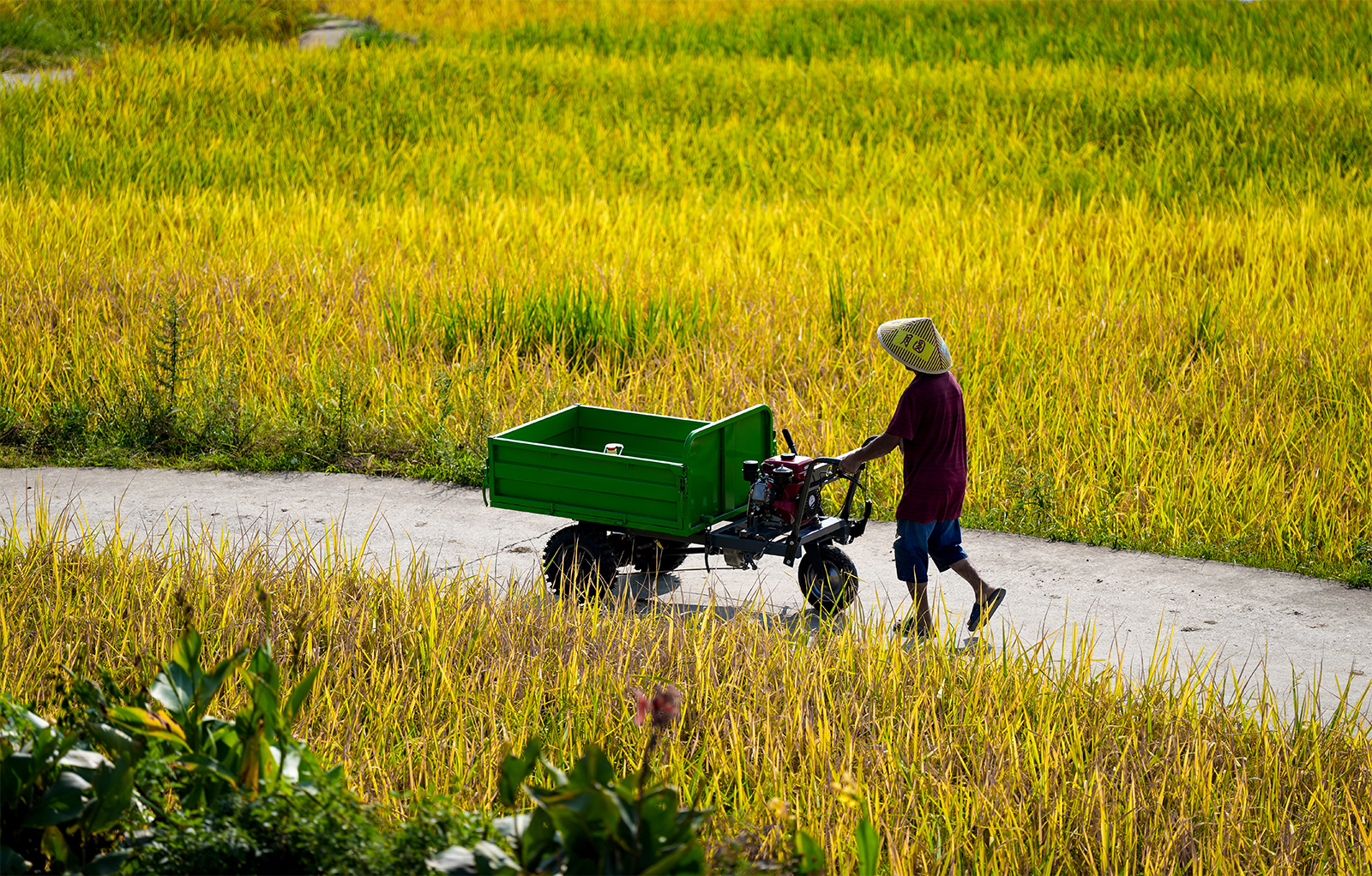 A farmer works on a path running between the rice fields at Guojiawan Village in Yuping Dong Autonomous County, Guizhou Province. /Provided to CGTN